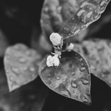 Pikake Body Lotion | 8 fl oz