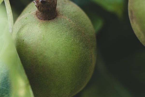 Kukui Nut Oil for ECZEMA