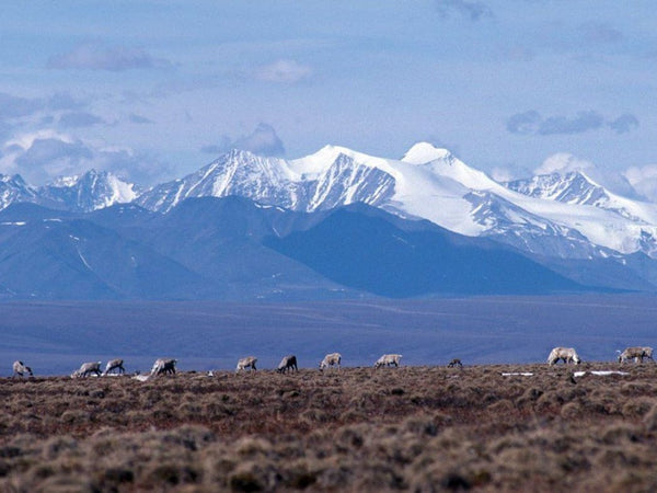 Solidarity with the Earth!