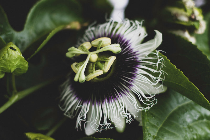 passion fruit, citrus, tangy, energizing, refreshing, uplifting, clean