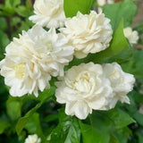 Pikake, Iconic Hawai'i, Sensual, Intoxicating, Romantic, Nostalgic, Hawaiian Jasmine