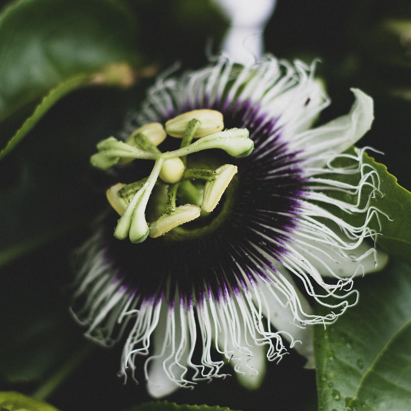 Passion Fruit Body Wash