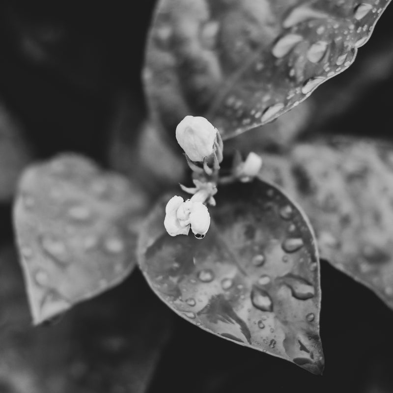 Pikake Body Lotion | 8 fl oz